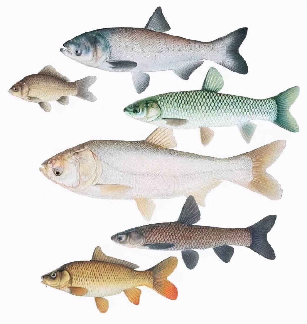 中国特有鱼种“鯮”，曾广泛分布，可长到2米，为何如今很难见到