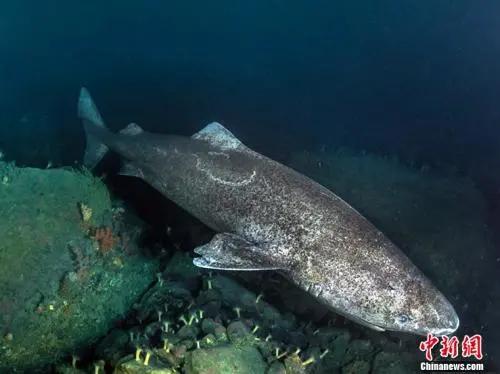 400岁鲨鱼走红，长寿因其“生命在于懒”？