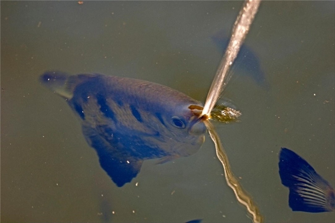 魚中“狙擊手”：0.04秒完成射擊幾乎百發(fā)百中，而且智商還不低