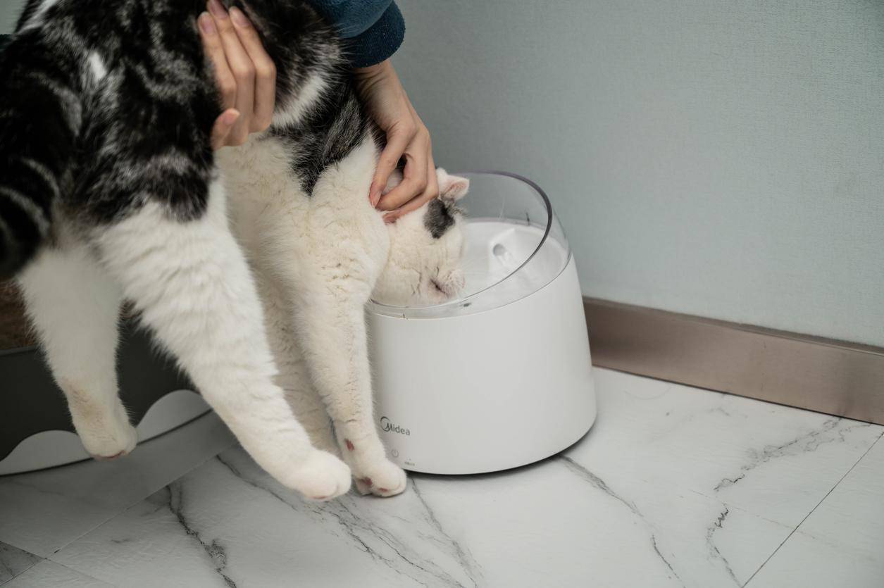 太忙没时间照顾猫主子，喝水不能少，给主子添置一台自动饮水机