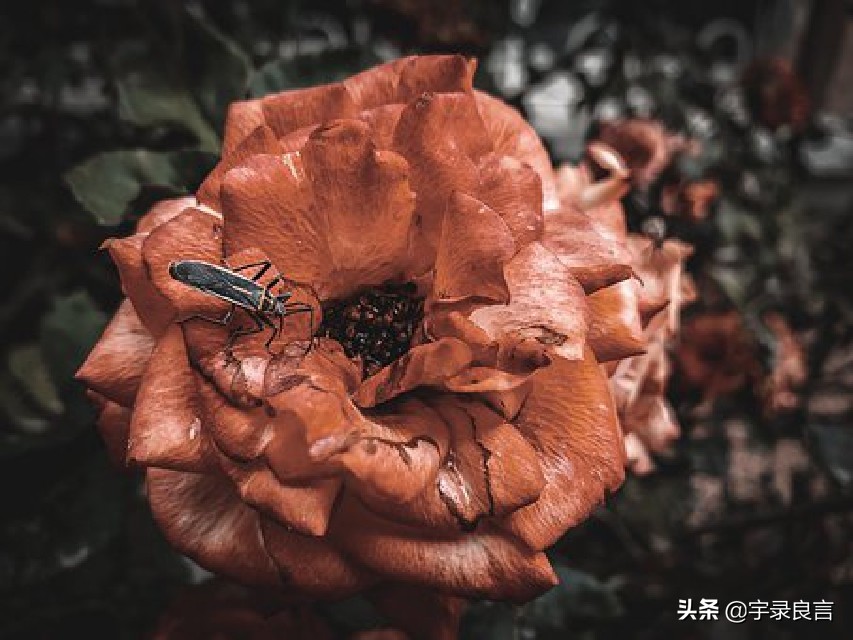 人生深奥哲理感悟句子图片