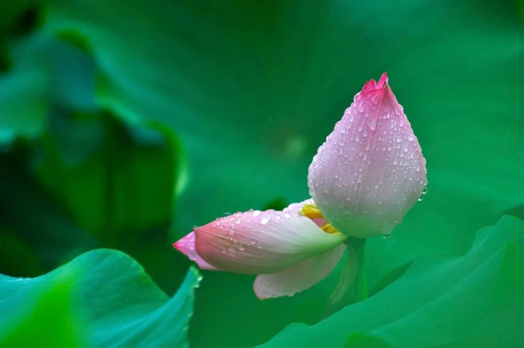 10首诗词中的雨，每一滴都落在心头-第8张图片-非凡网