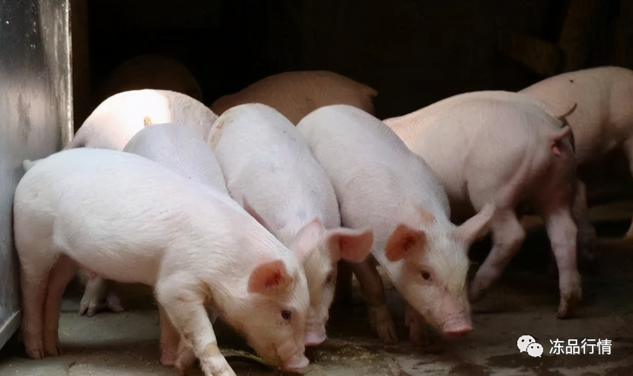 全国猪价暴跌！生猪连跌12周！专家：拐点在12月