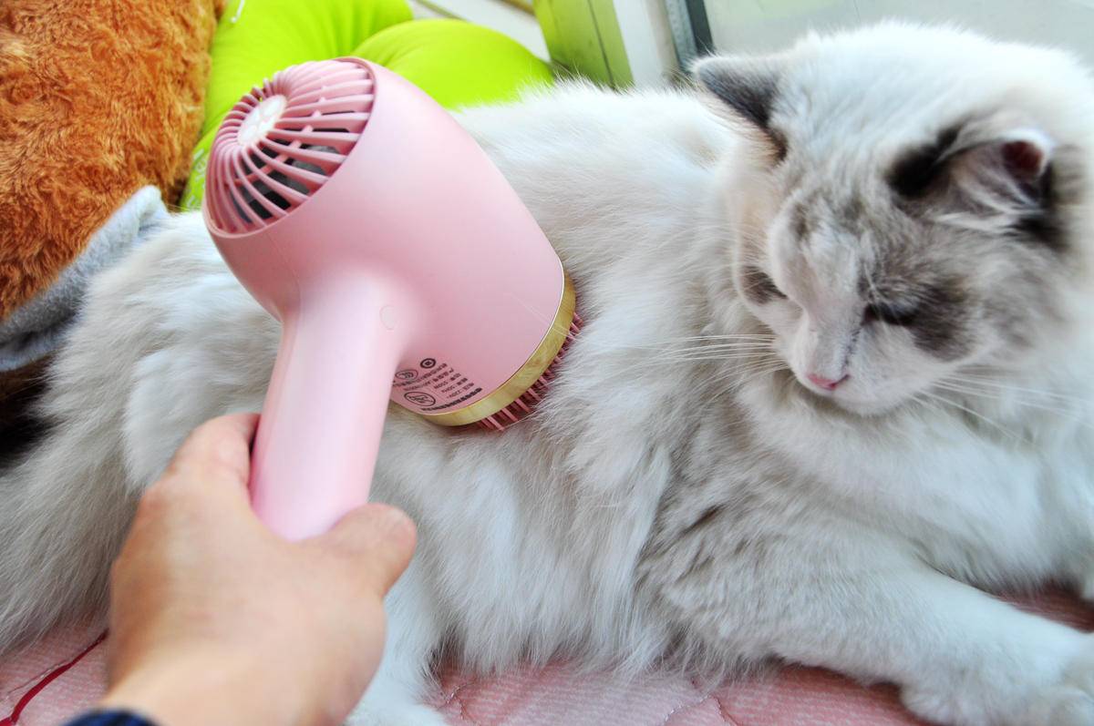 呵护宠物从吹梳开始，嗷喵喵智能宠物吹风梳体验