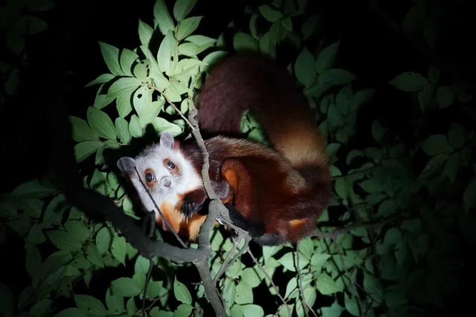 林草科普|中国生物多样性保护 - 重庆林业篇