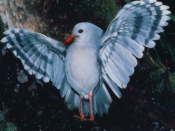 世界上最古老的鸟图片