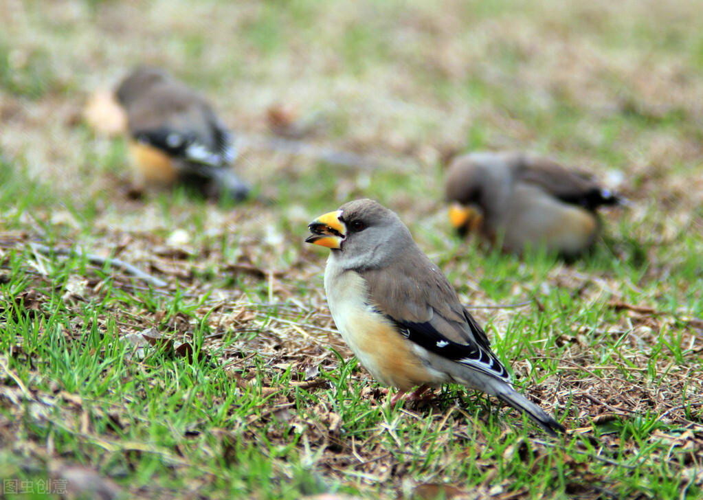 為什麼人們抓來的麻雀 基本都養不活 原來是它們不想活 怪事奇聞錄 Mdeditor