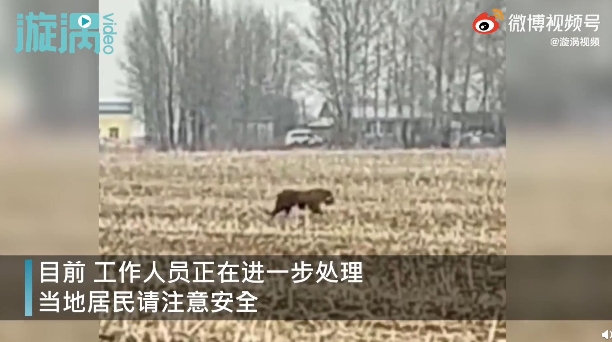黑龙江一村庄闯入成年东北虎，工作人员遇老虎袭击车窗被一掌拍碎