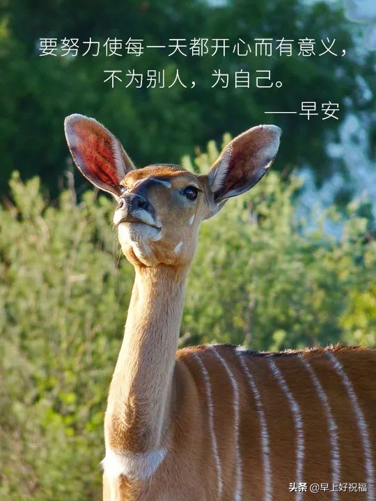 新的一天从早安心语开始 2021早上好图片图片