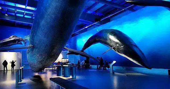 血染的海洋丨金钱与欲望铺就的人类捕鲸史