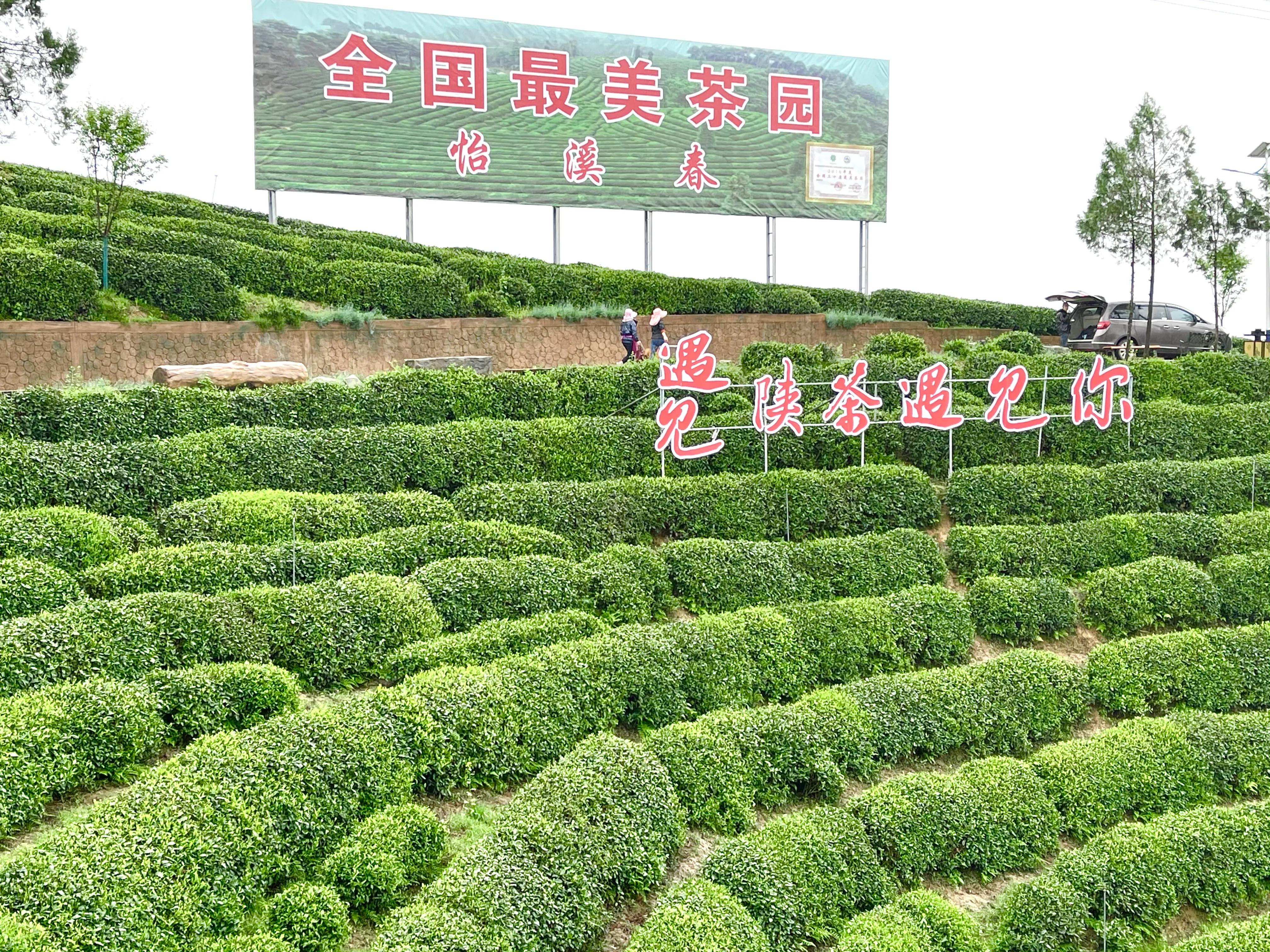生态镇巴，名茶之乡，在镇巴最美茶园采茶、品茗、观云海