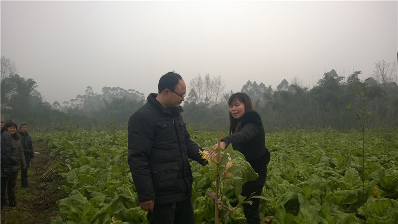 牛华芽菜产业定向帮扶贫，乐山芽菜发展示范基地