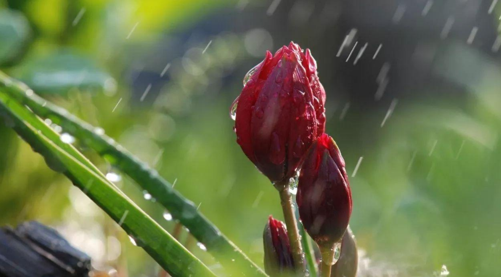 丁宁初夏雨 好长故山薇，古诗词里初夏的雨，那么美好-第3张图片-非凡网
