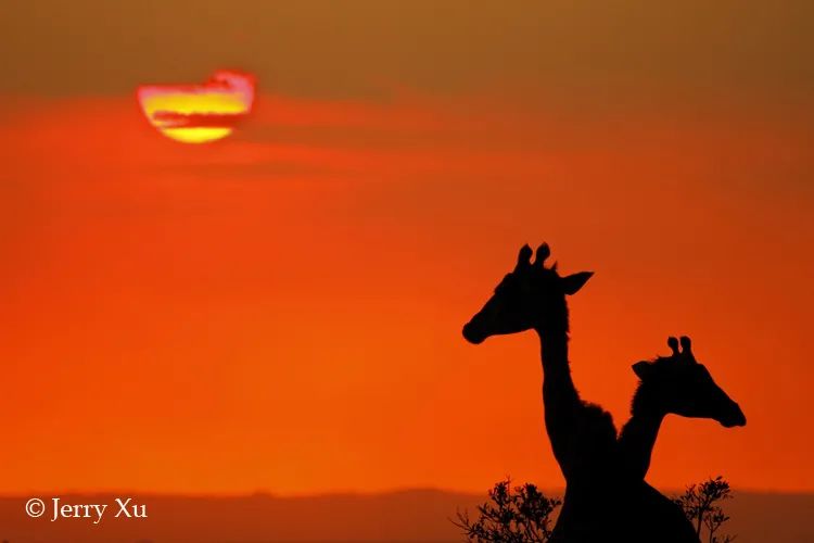 肯尼亚突发新闻：濒危长颈鹿撞高压线身亡