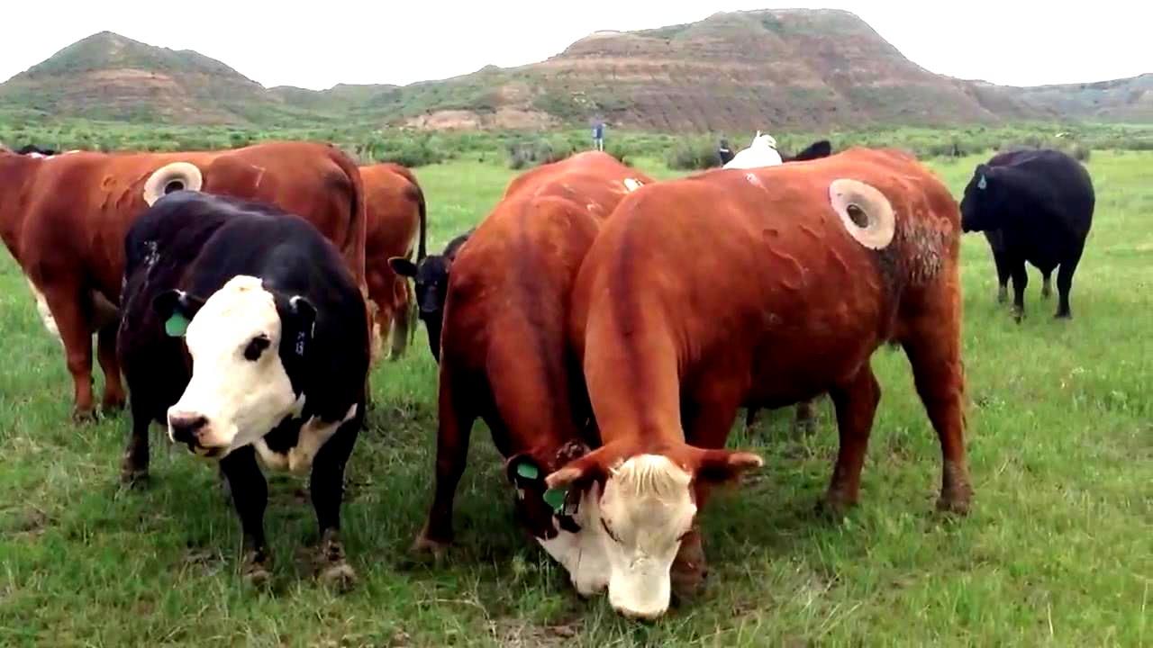 牛原來吃的是草，擠出的是奶，商人為了利益卻在背後“挖洞”