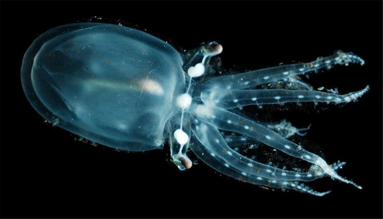 深海100000米以下生物，海底10000米是什么概念？图片