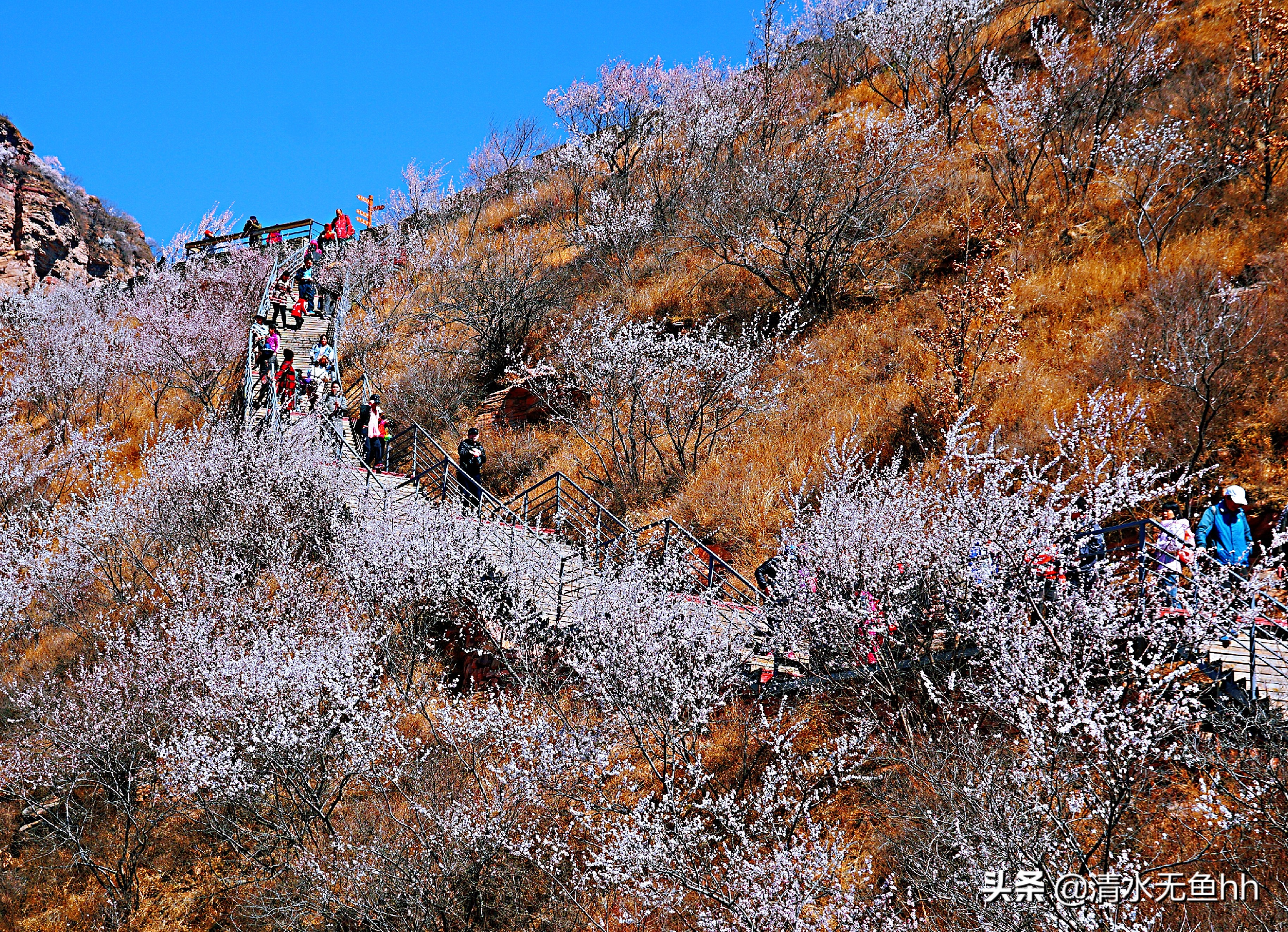 九龙峡，谁把桃花移画中