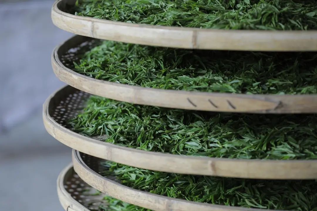 茶葉過了保質期還能喝嗎？六大茶類的保質期各是多久？
