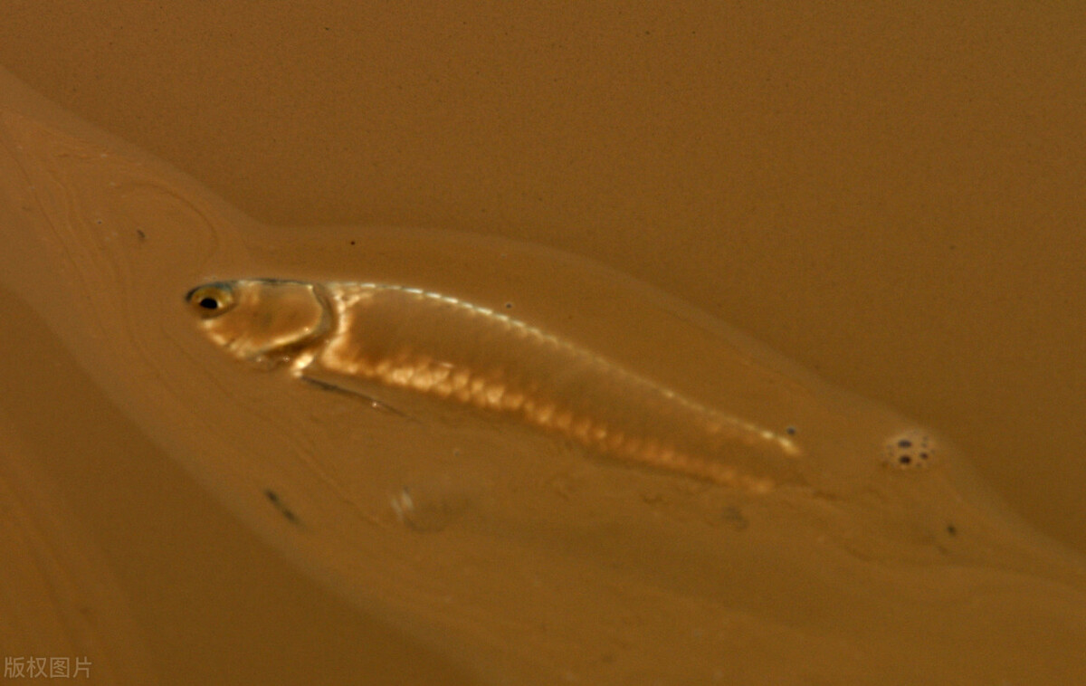 小浪底泄洪排沙19年引发黄河流鱼下游生态陷入危机