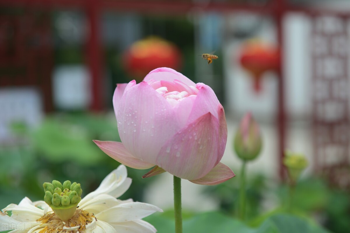 一念薰风起，一念夏思长，谁的忧伤，落入苍翠的时光-第2张图片-诗句网