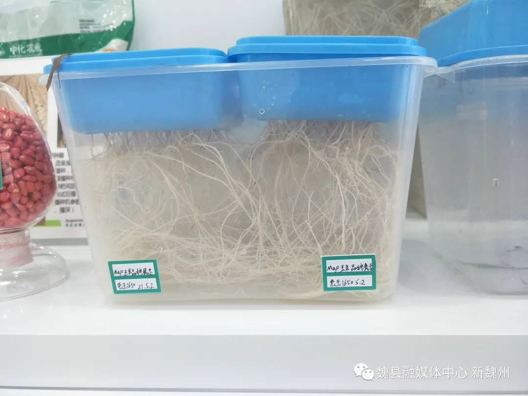 邯郸魏县：用技术和托管解决种植难题