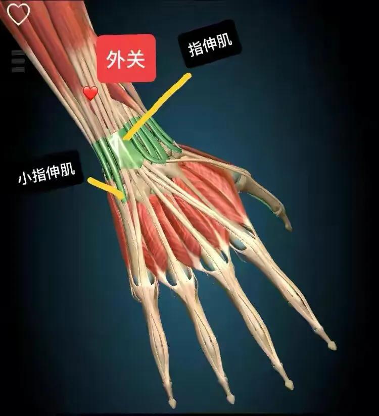 先從陽池循摸到腕關節,從腕關節往上可觸及伸肌支持帶,越過後沿著手