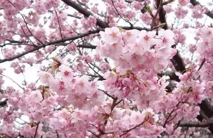 雪后赏梅的优美句子，盘点描写梅花的优美诗句