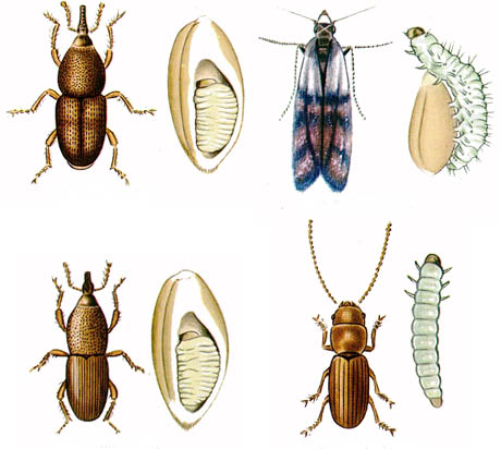 所以你家的大米无论如何到无法逃避米象对它的伤害,除非将它隔离出来