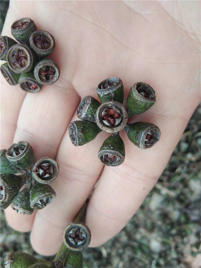 澳大利亞山火捲土重來，已燃燒7週，禍根早在4萬年前就已種下