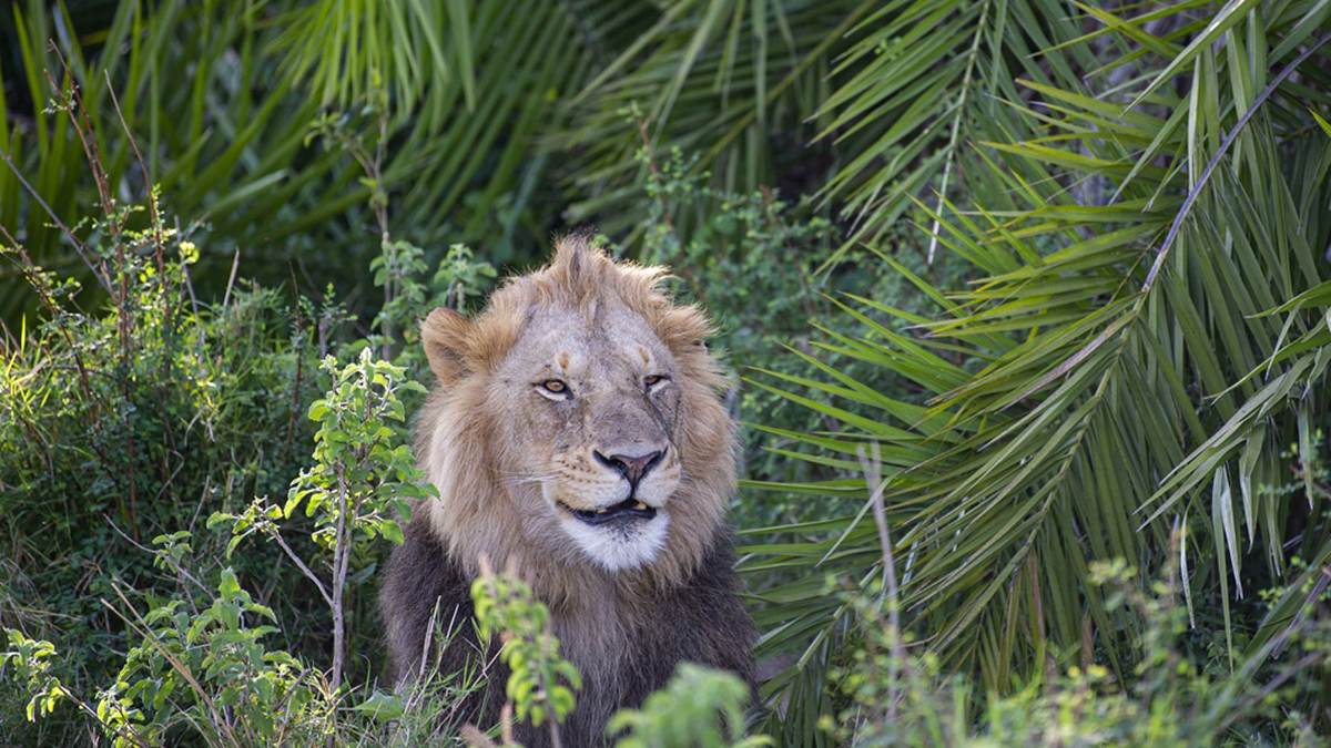 大猫趣闻：狮子咆哮一声吓到摄影师之后，满意地笑了-第3张图片-大千世界