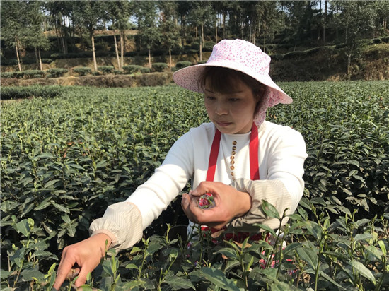 四川省洪雅县：春暖茶飘香 茶农笑开颜