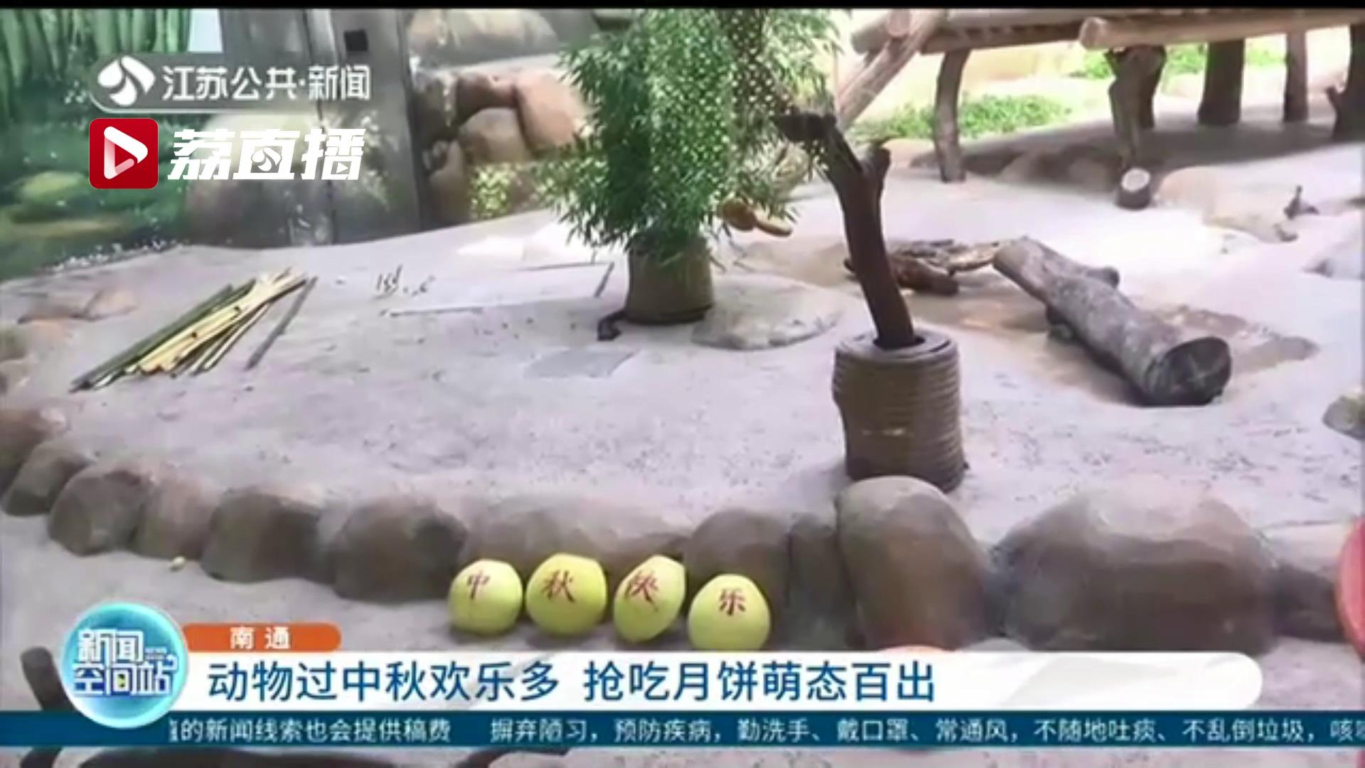 欢乐多多！动物过中秋抢吃月饼 萌态百出