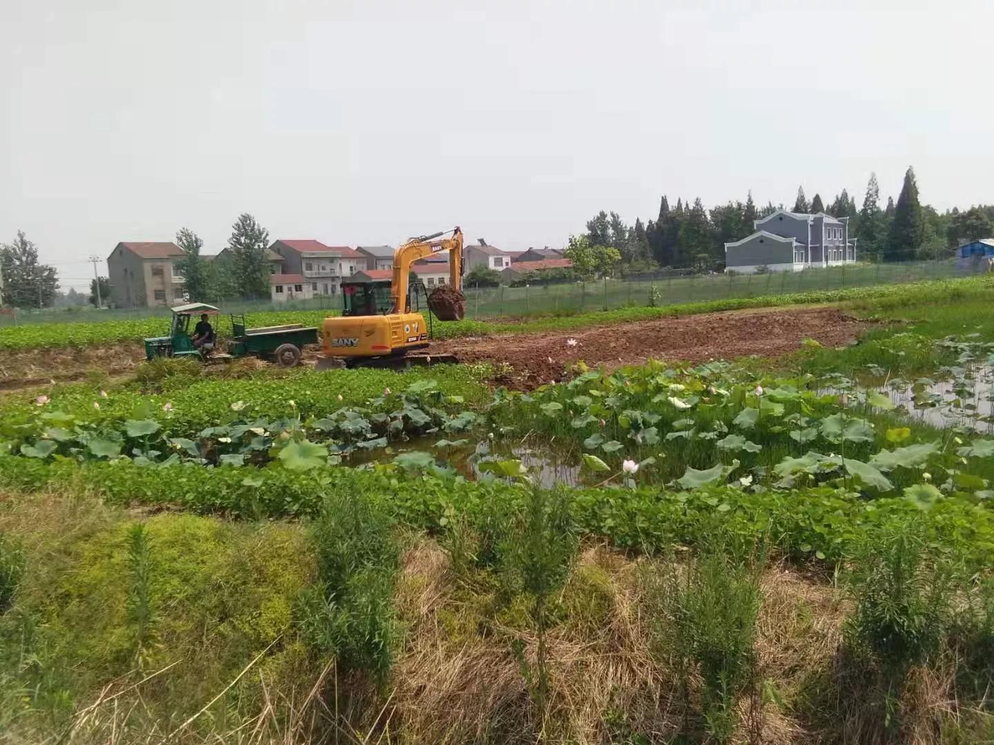 桥市镇柴湖村：化蛹为蝶不寻常