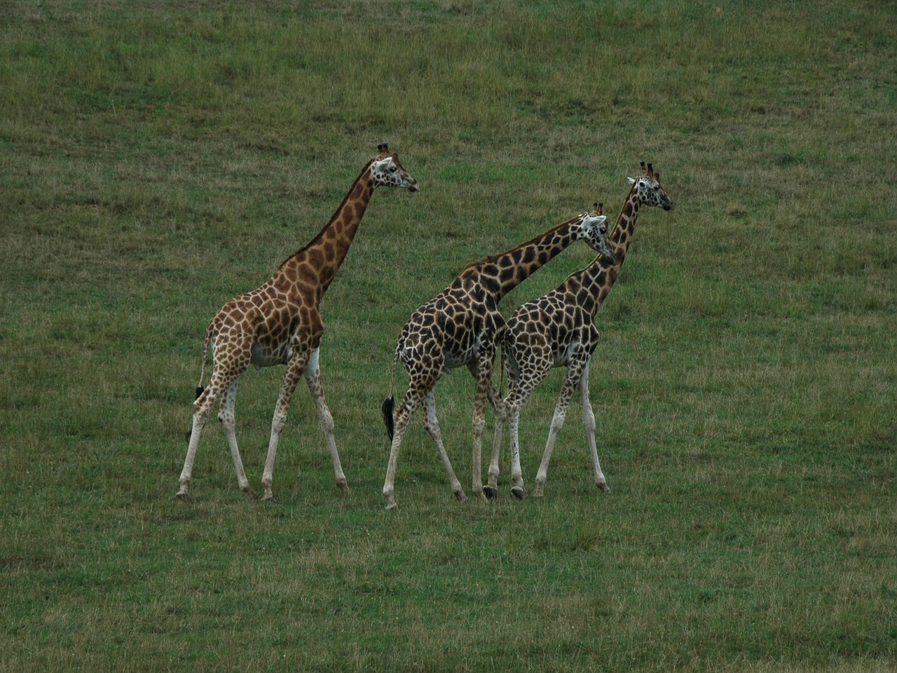 看百科学英语：Giraffe长颈鹿