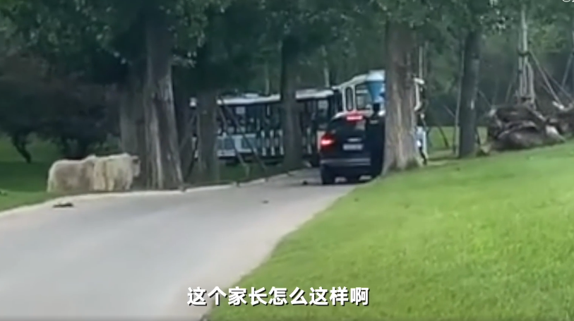 北京野生动物园回应自驾游客下车：正在核实
