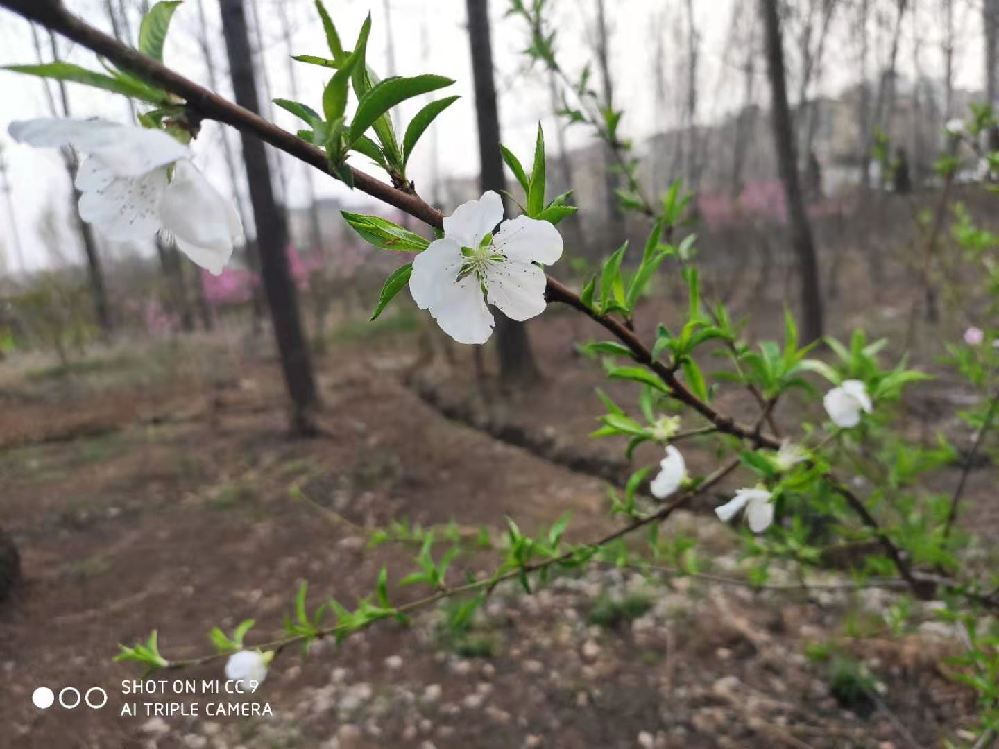 春花烂漫当时 白日不到处 青春恰自来 苔花如米小 也学牡丹开 心理之友携手走 Mdeditor