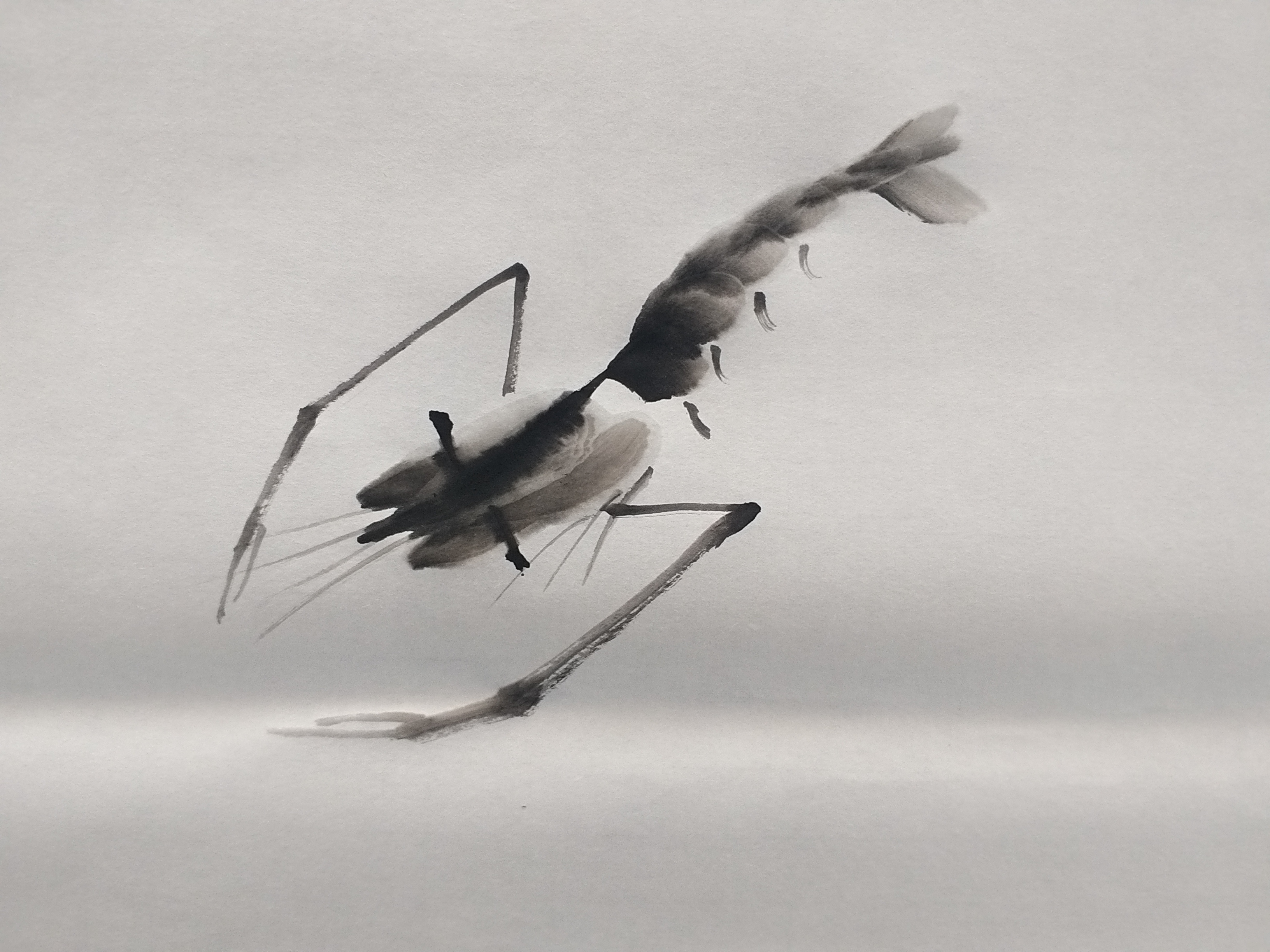 齐白石画虾的详细分解步骤图，喜欢写意画的朋友收藏了