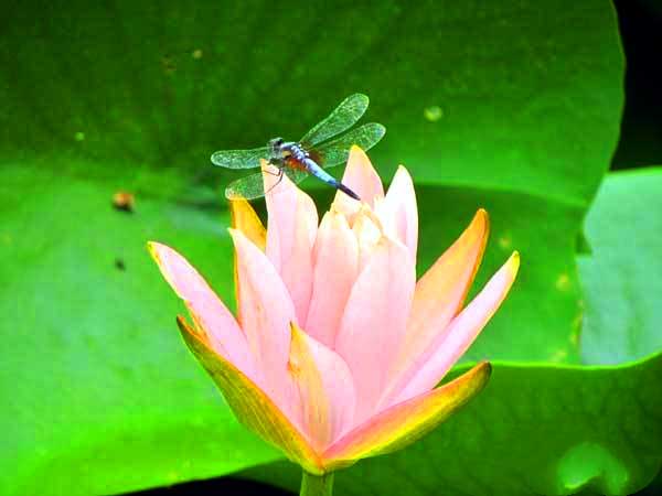 山东旅游：滕州微山湖湿地采风记（图）
