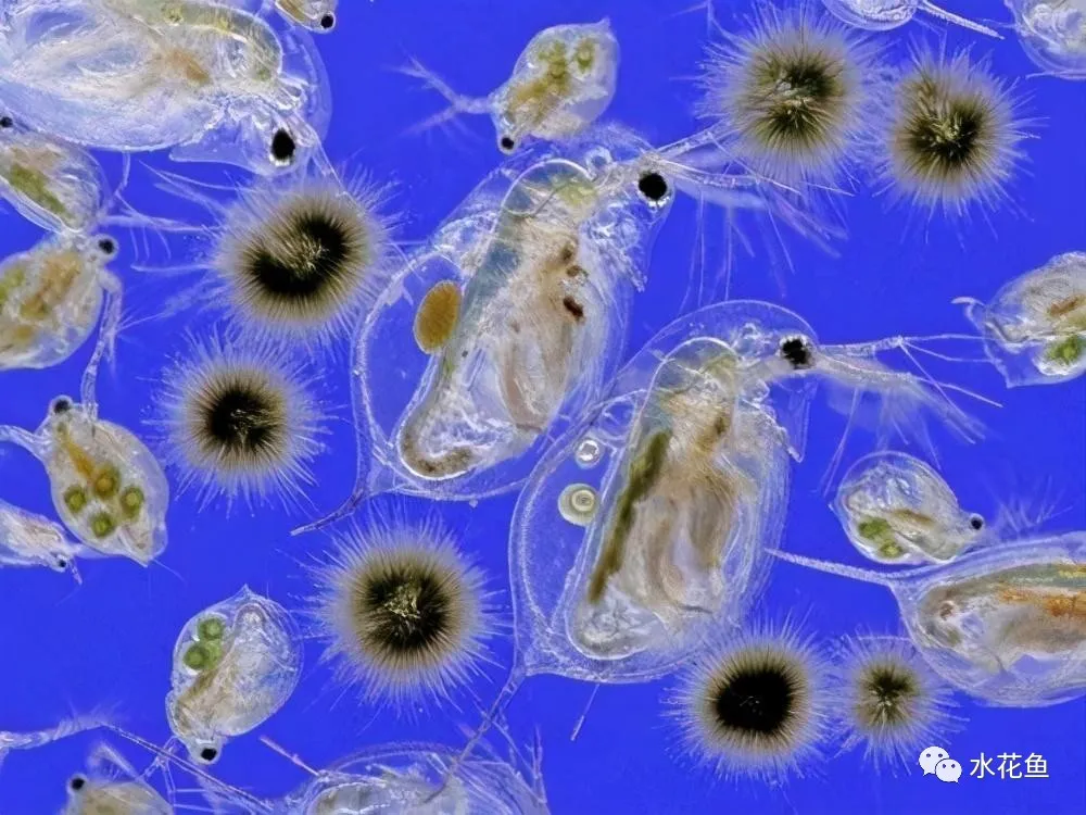 浮游动物与水产养殖:不能多也不能少,保障水生态系统的生物平衡