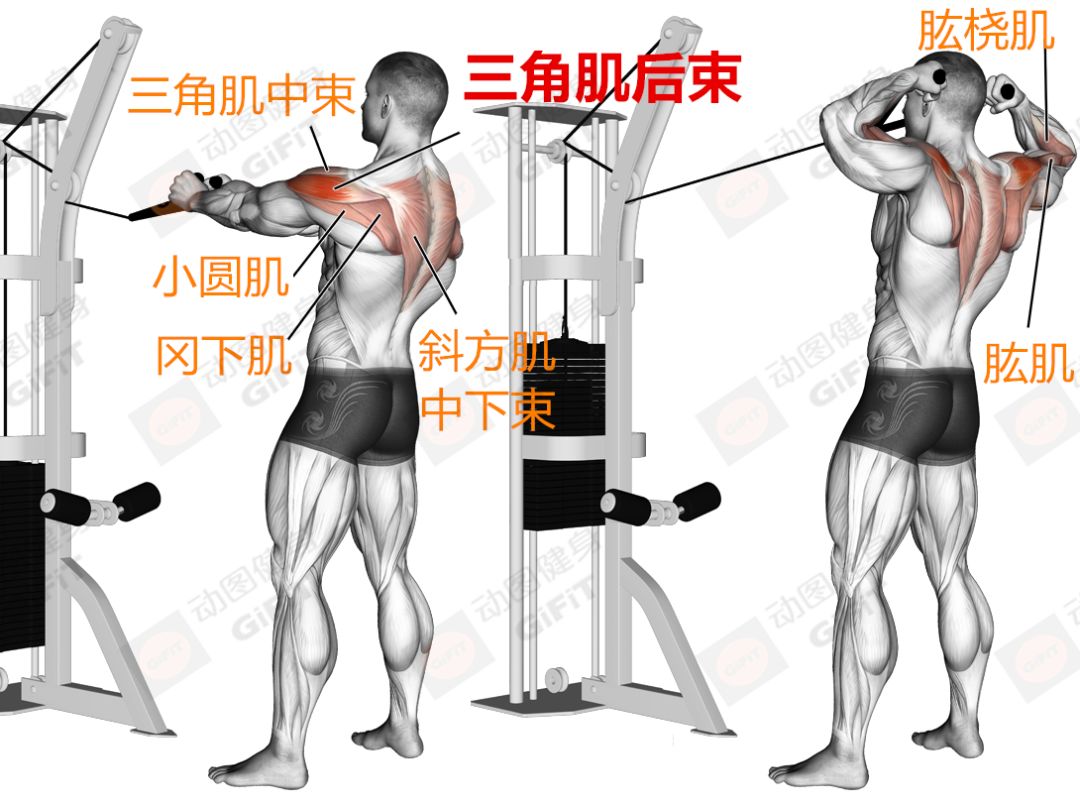 健身新手应该天天练，还是隔天练？