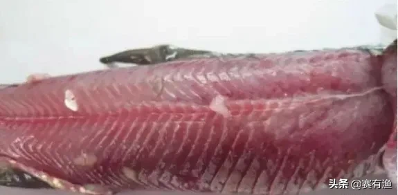 淡水鱼出血病怎么快速治疗 对症下药根治鱼出血病