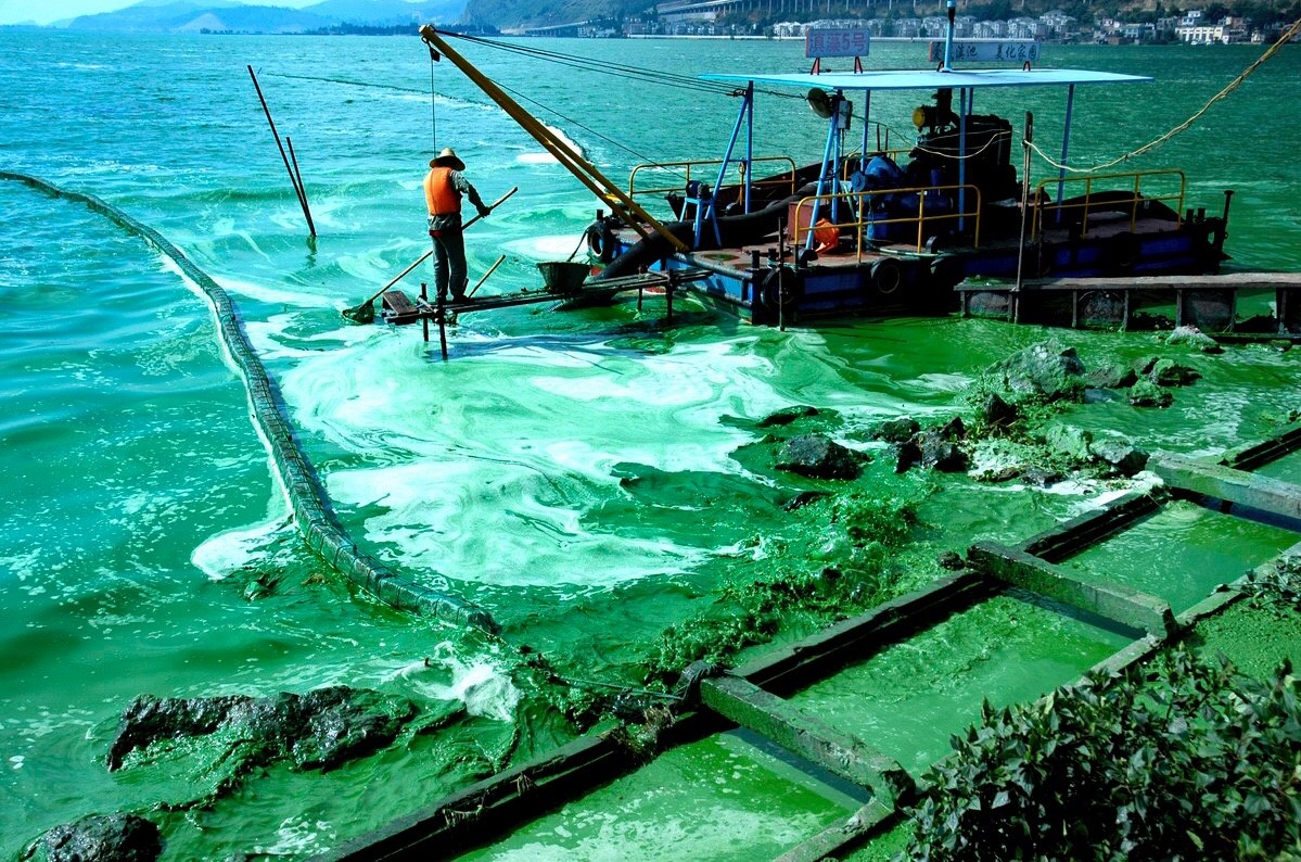 滇池蓝藻爆发蓝藻爆发是滇池水污染治理的一个大问题,最严重的时候