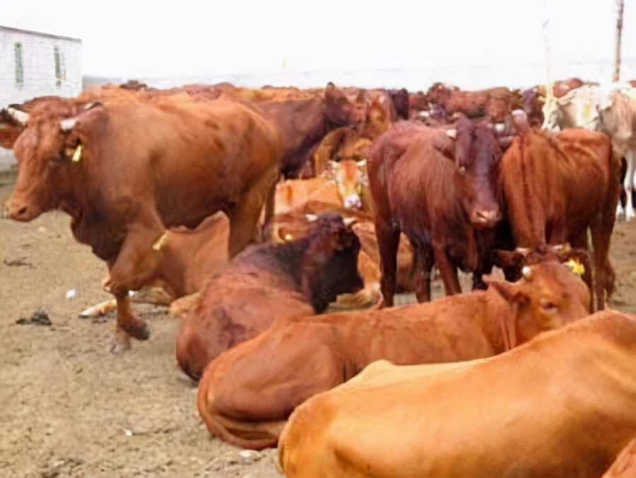 牛身上长疙瘩、发烧，结节病的有效治疗办法是什么？