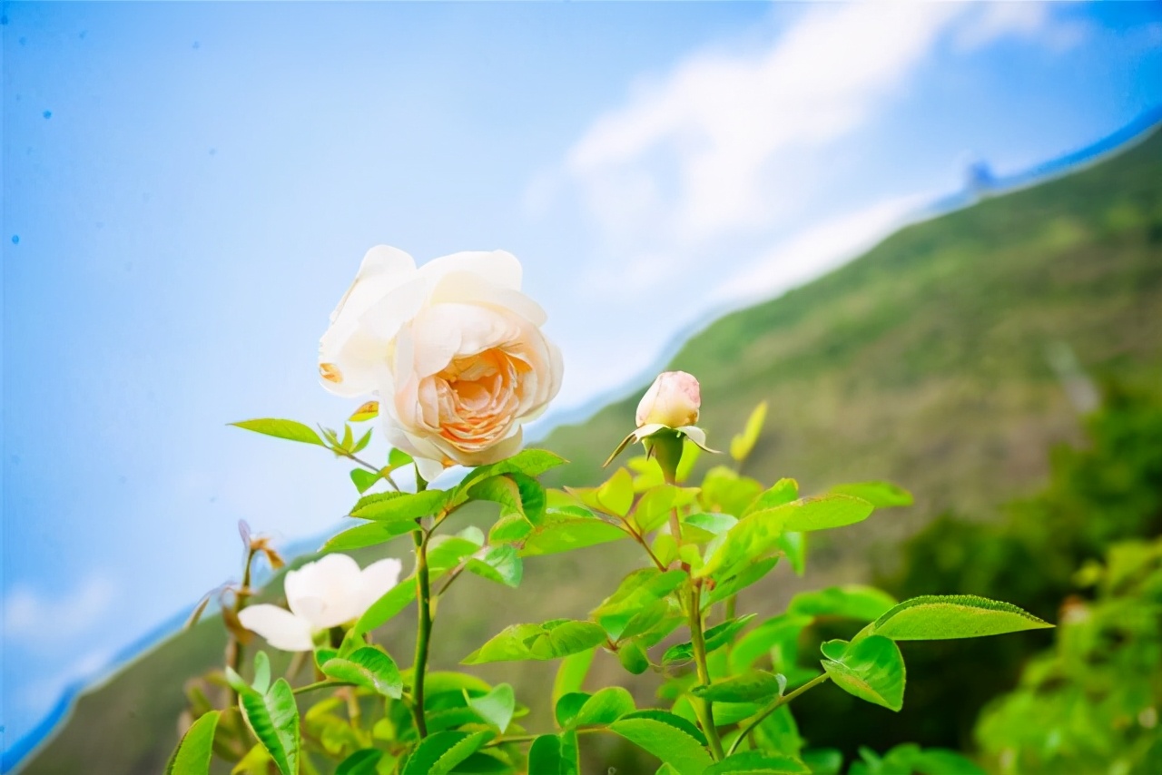 冬天旅行首选目的地，三亚吃喝玩乐全攻略，给你最悠闲的海岛时光