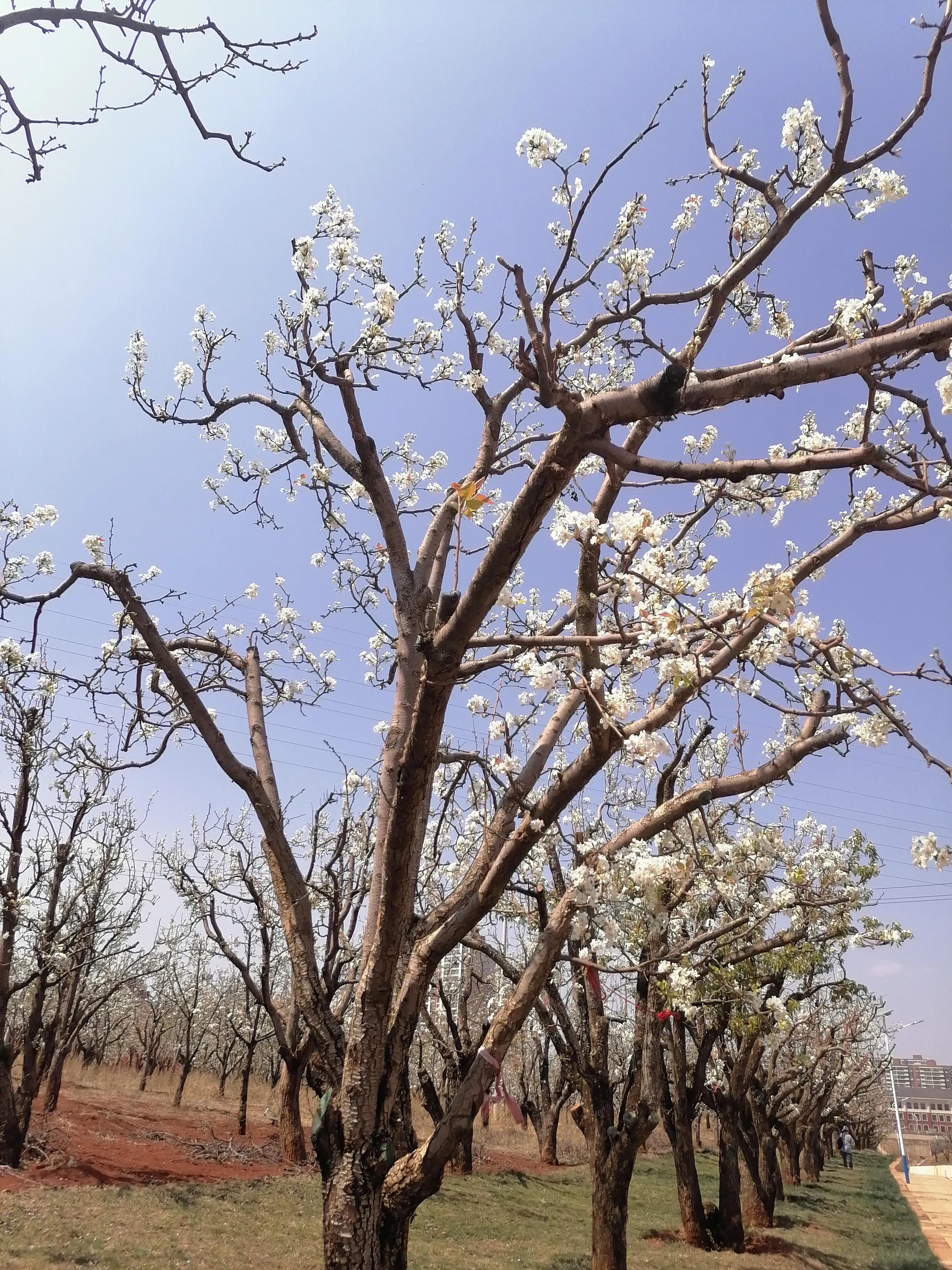 The most beautiful pear spends Yunnan: Show Gong Moxi the operatic circle