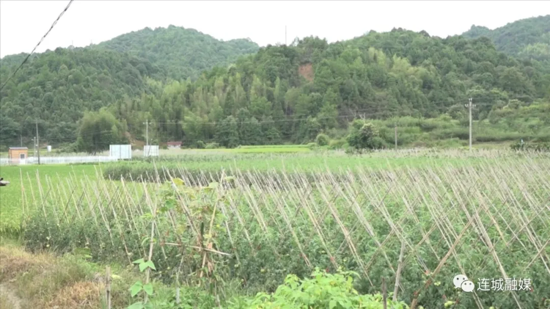 「全面推進鄉村振興」文亨：種植綠色生態西紅柿 打造“一村一品”特色產業