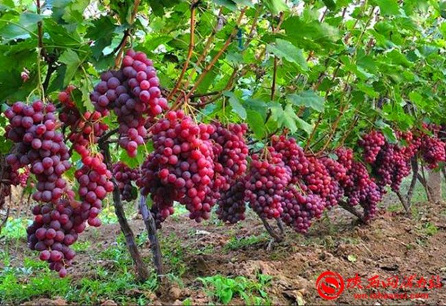 上檔次,，接地氣,！渭南雙節(jié)九大主題活動讓您盡享東府文化，體驗別樣山水