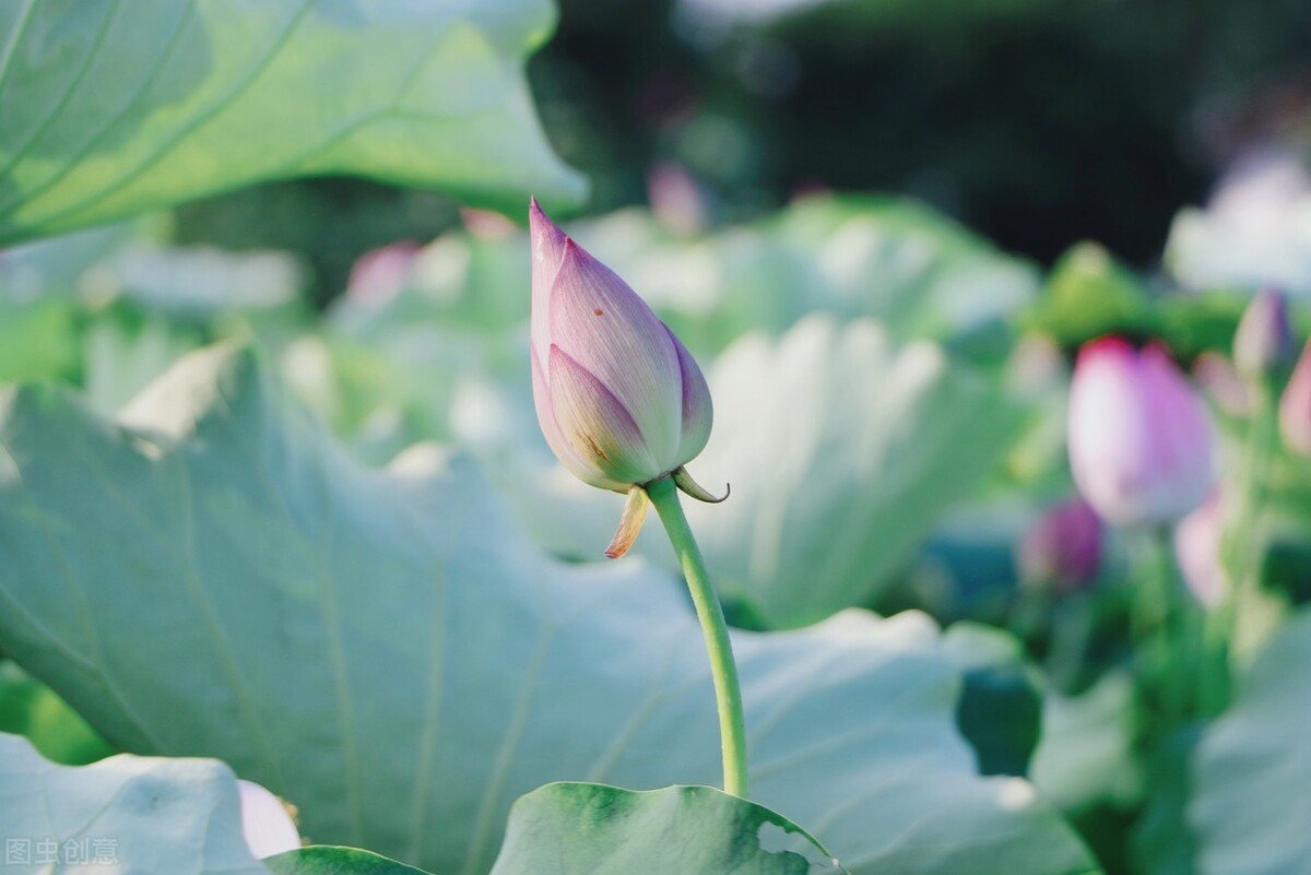 漫卷时光，岁月留香，倚窗听雨思韶华，静数流年入烟霞-第1张图片-非凡网
