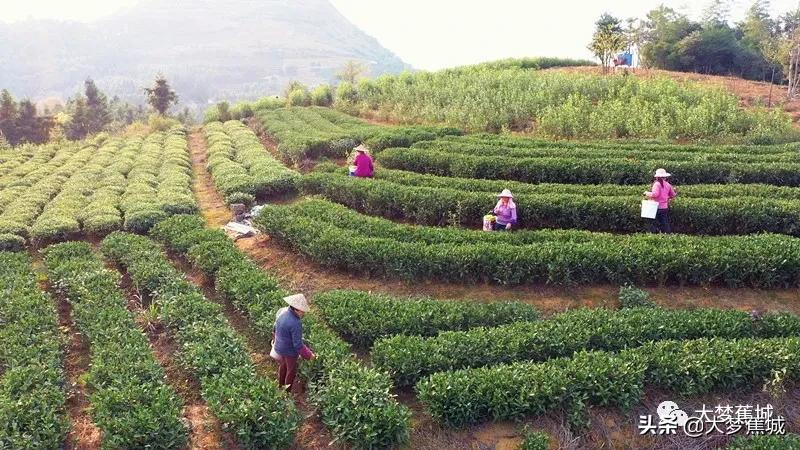 清明茶开采啦！捎来了春天的第一口鲜~