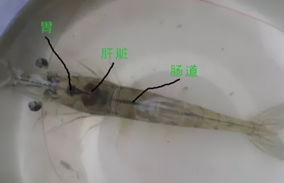 工厂化养虾人要看的：养殖知识与养殖过程中的防病关键点